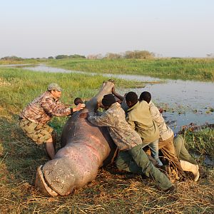 Hippo Hunting in Namibia