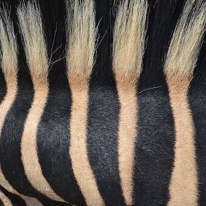 Beautiful skin & mane of a Burchell's Plain Zebra