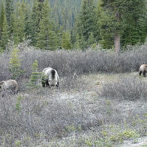 Grizzly Bears