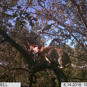 Trail Cam Pictures og Leopard in Zimbabwe