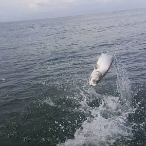 Tarpon Fishing Nicaragua