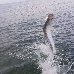 Tarpon Fishing Nicaragua