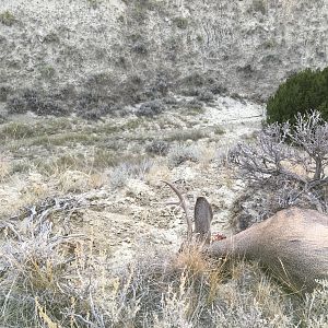 Hunt Deer in Wyoming USA