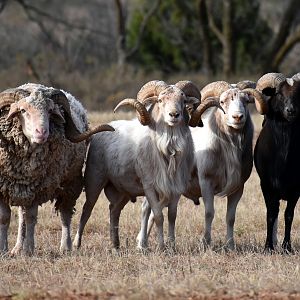 Merino, Texas Dall & Corsican Sheep in Texas USA