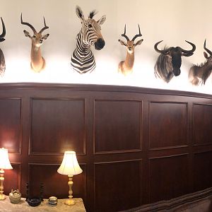 Panoramic of Trophy Room