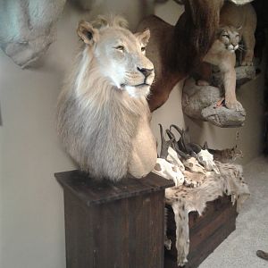 Lion Pedestal Mount Taxidermy