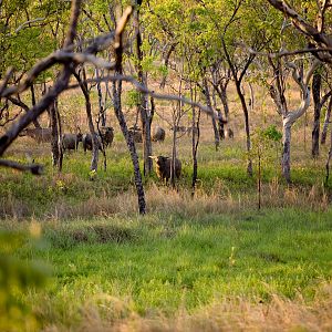 Asiatic Water Buffalo Hunting Australia