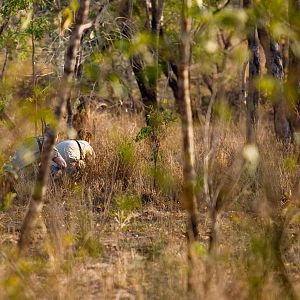 Hunting Asiatic Water Buffalo in Australia