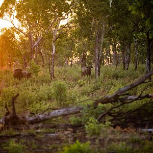 Asiatic Water Buffalo in Australia