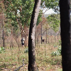 Stalking Scrub Bull in Australia