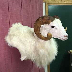 Texas Dall Sheep Shoulder Mount Taxidermy