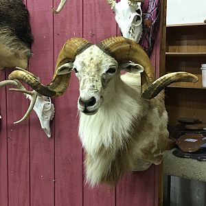 Texas Dall Sheep Shoulder Mount Taxidermy