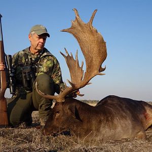 Hunt Fallow Deer in Romania