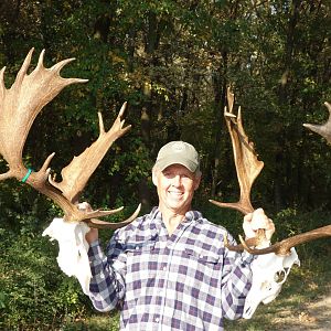 Fallow Deer Hunting Romania