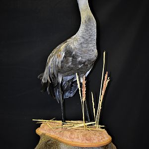 Sandhill Crane Full Mount Pedestal Taxidermy