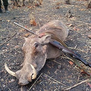 Hunt Warthog in Zambia