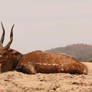 Chobe Bushbuck Hunt Zambia