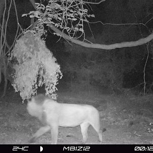 Zambia Trail Cam Pictures Lion