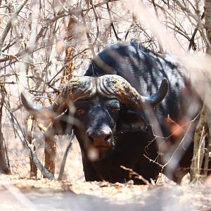 Cape Buffalo in South Africa