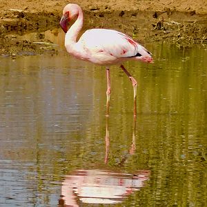 Flamingo in South Africa