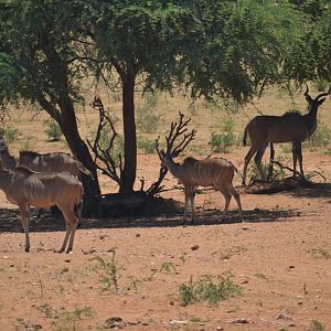 Small group of Kudu, females, calves and young bulls Namibia