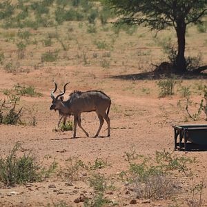 Young Kudu bull Namibia