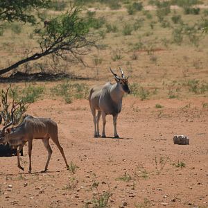 Eland & Kudu bull Namibia