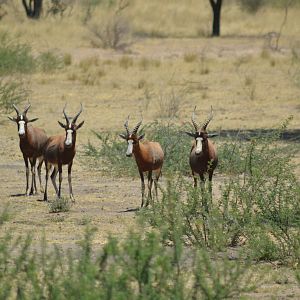 Blesbok Namibia