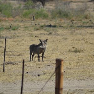 Warthog Namibia