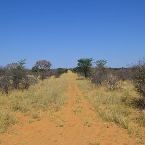 Springbok & Impala crossing the tracks