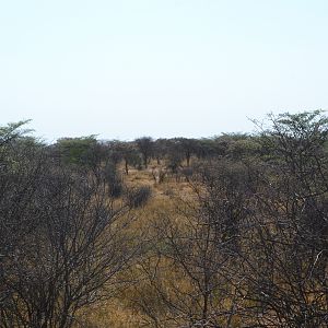 Springbok and Impala through the bush