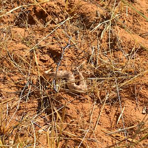 Horned Adder Namibia