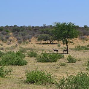 Hartmann's Zebra & Blesbok Namibia