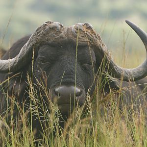 Cape Buffalo in South Africa