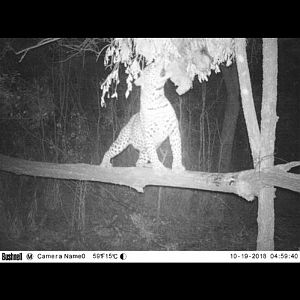 Leopard Trail Cam Pictures Zimbabwe