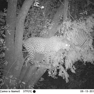 Trail Cam Pictures of Leopard in Zimbabwe