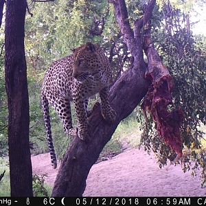 Zimbabwe Trail Cam Pictures Leopard