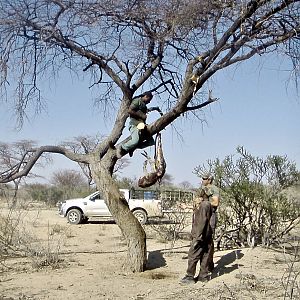 Leopard Baiting Namibia