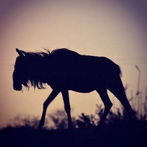 Blue Wildebeest silhouette South Africa