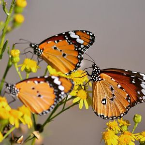 African Monarch Butterflies South Africa