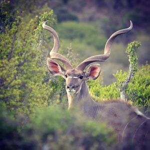 Kudu bull South Africa