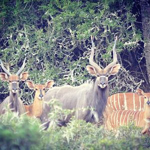 Nyala family herd South Africa