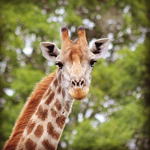 Giraffe South Africa