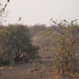 Lionesses Zimbabwe
