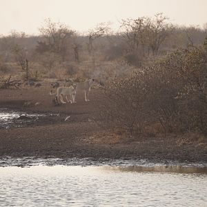 Lionesses Zimbabwe