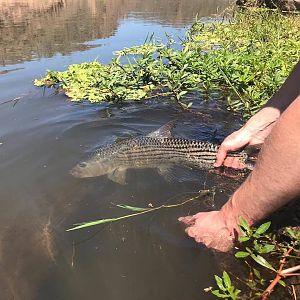 Tigerfish Mozambique