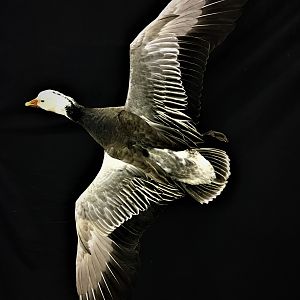 Blue Goose Full Mount Taxidermy