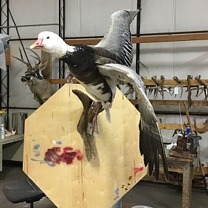 Blue Goose Full Mount Taxidermy