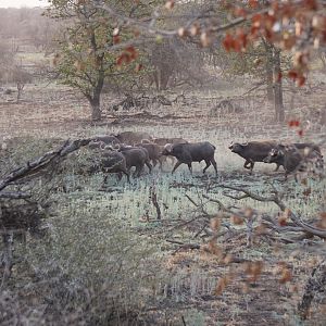 Herd of Cape Buffalo Zimbabwe