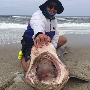 Namibia Fishing Bronze Whaler Shark